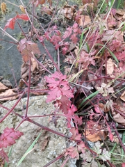 Geranium robertianum