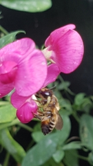 Megachile versicolor