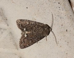 Melanchra pulverulenta