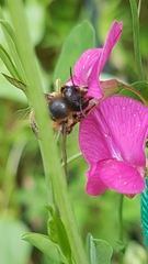 Megachile versicolor