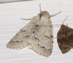 Acronicta innotata