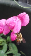 Megachile versicolor