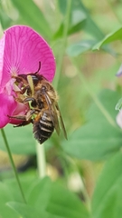 Megachile versicolor