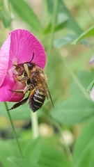 Megachile versicolor