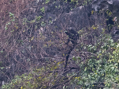 Trachypithecus delacouri