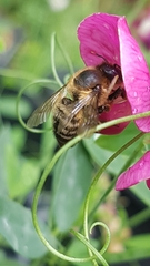 Megachile versicolor