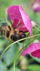 Megachile versicolor