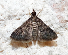 Steniodes declivalis