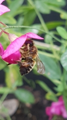 Megachile versicolor