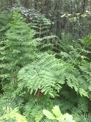 Osmunda regalis