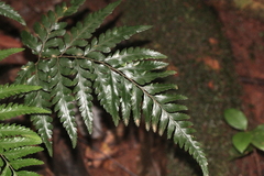 Parapolystichum munitum