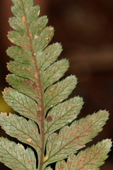 Parapolystichum munitum