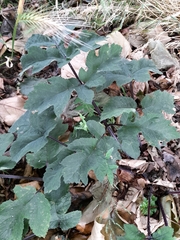Heracleum sphondylium