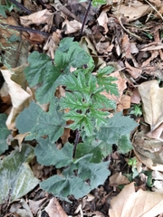 Heracleum sphondylium