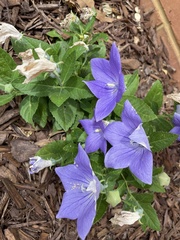 Platycodon