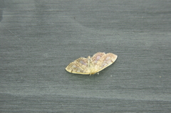 Anania coronata