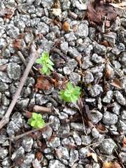 Euphorbia peplus