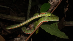 Trimeresurus sabahi