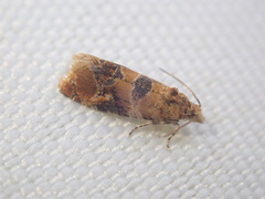 Lobesia reliquana