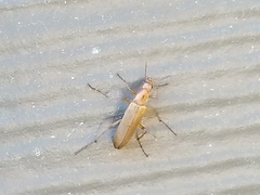 Cephaloon lepturides