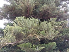 Araucaria