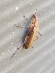 Cephaloon lepturides