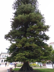 Araucaria