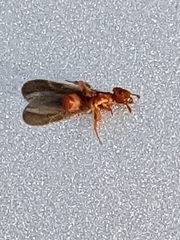 Cyphomyrmex wheeleri
