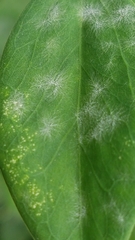 Erysiphe pisi