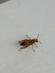 Agelaia constructor