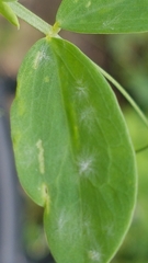 Erysiphe pisi