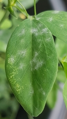 Erysiphe pisi