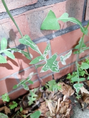 Agromyzidae