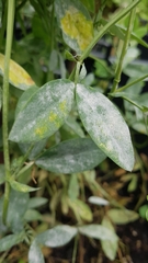 Erysiphe pisi