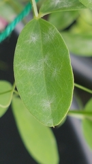 Erysiphe pisi
