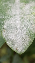 Erysiphe pisi