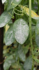 Erysiphe pisi