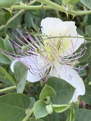 Capparis spinosa