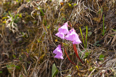 Soldanella