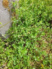 Stellaria media