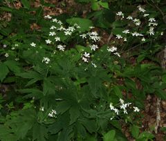 Ranunculus platanifolius