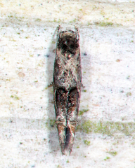 Mompha solomoni