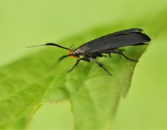 Dichomeris nonstrigella