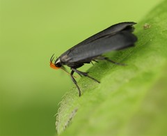 Dichomeris nonstrigella