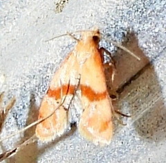 Cochylis caulocatax