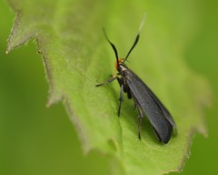 Dichomeris nonstrigella