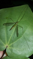 Chlorotipula