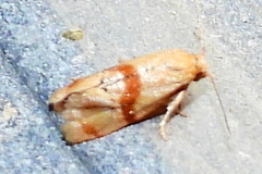 Cochylis caulocatax