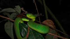 Trimeresurus sabahi