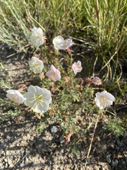 Oenothera coronopifolia